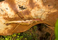 Neoxabea bipunctata  2-SPOTTED TREE CRICKET 8017468z