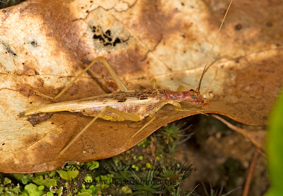Neoxabea bipunctata  2-SPOTTED TREE CRICKET 8017468z