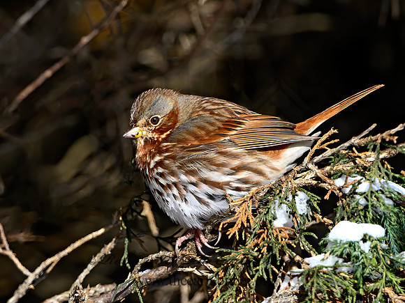 Passerella iliaca  FOX SPARROW 1308522z