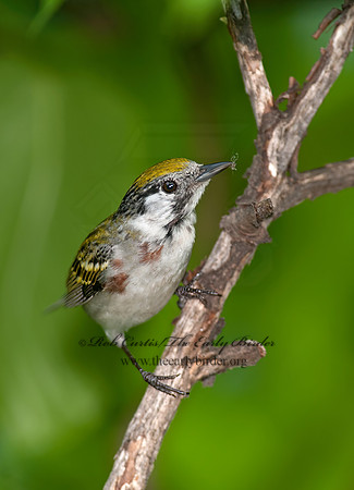 Setophaga pennsylvanica  CHESTNUT-SIDED WARBLER 8035660z