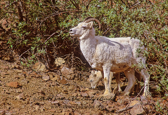 Ovis dalli  DALL SHEEP 235634z