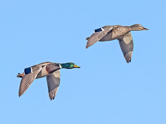 Anas platyrhynchos MALLARD 9093216z