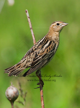 Dolichonyx oryzivorus  BOBOLINK 3008440z