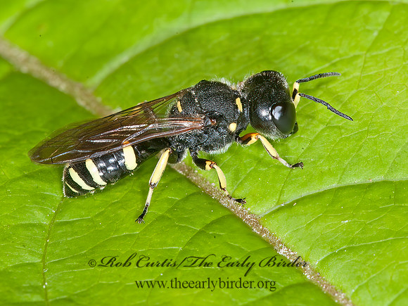 Ectemnius continuus  CRABRONID WASP 8034328z