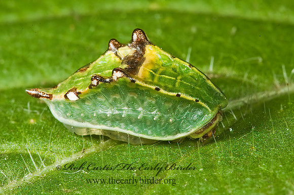 Prolimacodes badia SLUG CATERPILLAR MOTH 5013232z