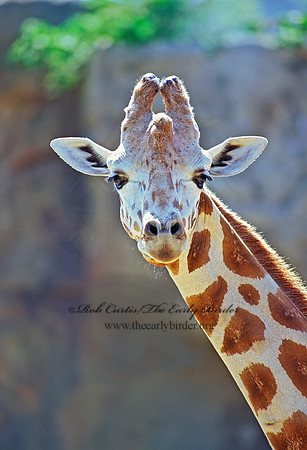 Giraffa camelopardalis rothschildii  ROTHCHILD'S GIRAFFE 79123z