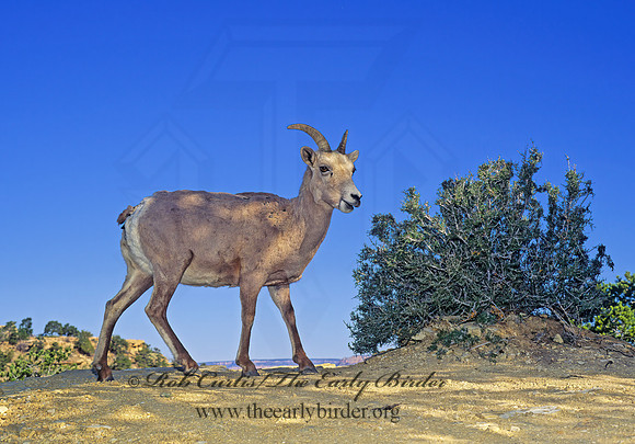 Ovis canadensis  BIGHORN SHEEP 121105z