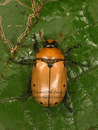 Pelidnota punctata  SPOTTED GRAPEVINE BEETLE 9050236z