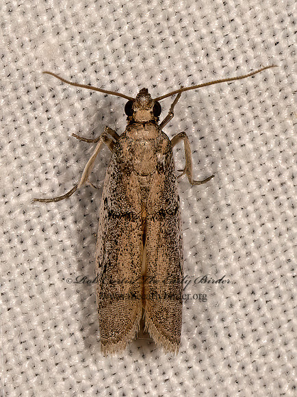 Phycitini  PYRALID MOTH 3034908z