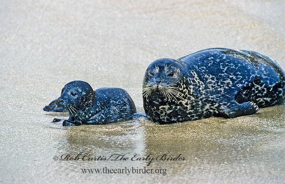 Phoca vitulina  HARBOR SEAL 124418z