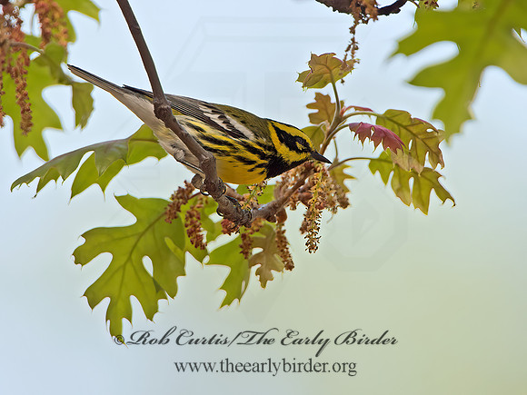 Setophaga townsendi  TOWNSEND'S WARBLER 9056230z