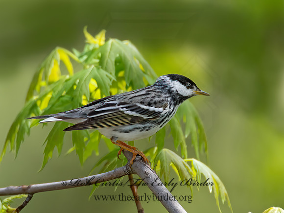Setophaga striata  BLACKPOLL WARBLER 9021860z