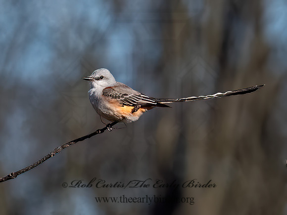 Tyrannus forficatus SCISSOR-TAILED FLYCATCHER 9091805z