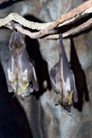 Eidolon helvum STRAW-COLORED FRUIT BAT 5017326z