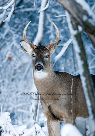 Odocoileus virginianus  WHITE-TAILED DEER  6018889z