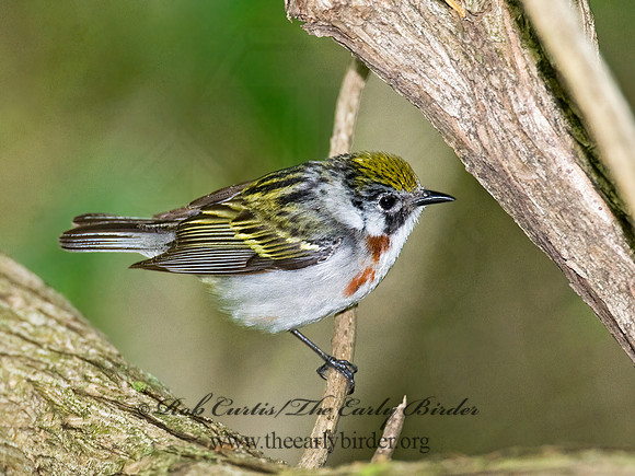 Setophaga pennsylvanica  CHESTNUT-SIDED WARBLER 8013791z