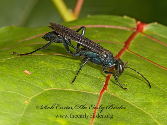 Chalybion californicum  BLUE MUD WASP 3042490z