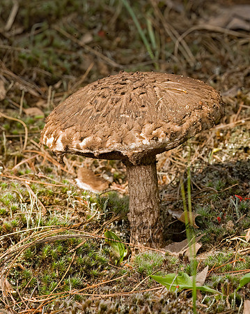 Strobilomyces  BOLETE MUSHROOM 8017770z