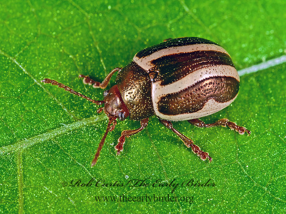 Zygogramma suturalis  CHRYSOMELINAE LEAF BEETLE 1112434z
