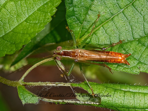 Conocephalus brevipennis  SHORT-WINGED MEADOW KATYDID 3026133z