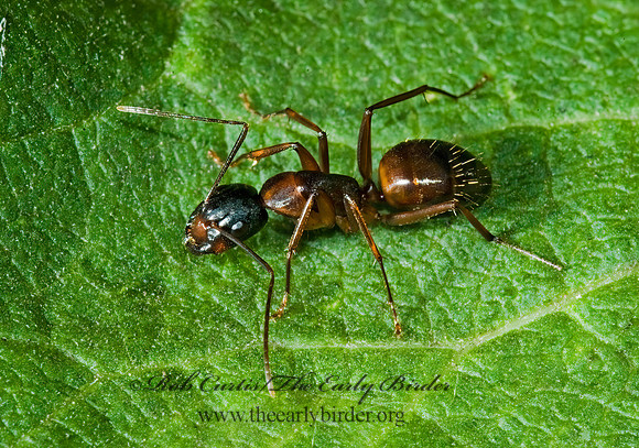 Camponotus americanus 5012360z