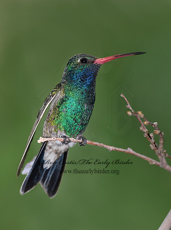 Cyanthus latirostris  BROAD-BILLED HUMMINGBIRD 6025372