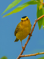 Cardellina pusilla WILSON'S WARBLER 3008079z