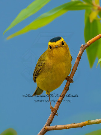 Cardellina pusilla  WILSON'S WARBLER 3008079z