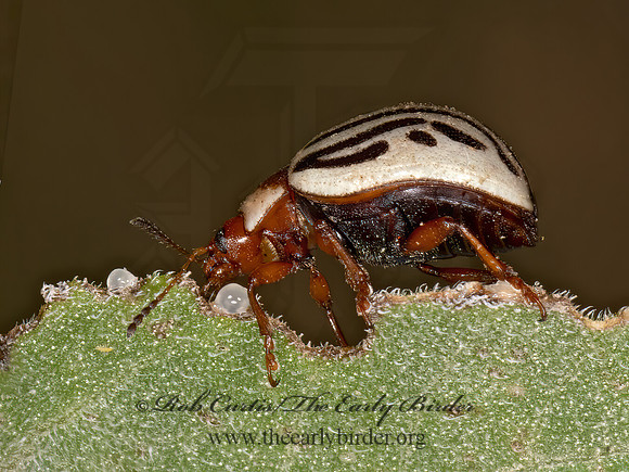 Zygogramma exclamationis  SUNFLOWER BEETLE 3023387z