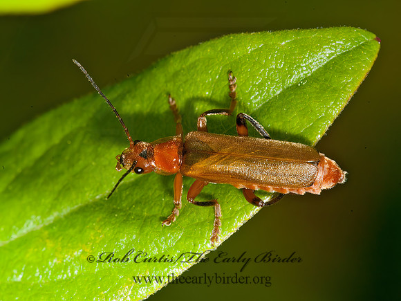 Cantharis livida  SOLDIER BEETLE 8034478z