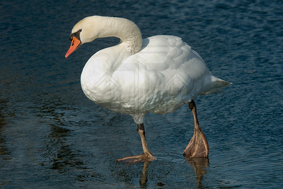 Cygnus olor  MUTE SWAN 6000461