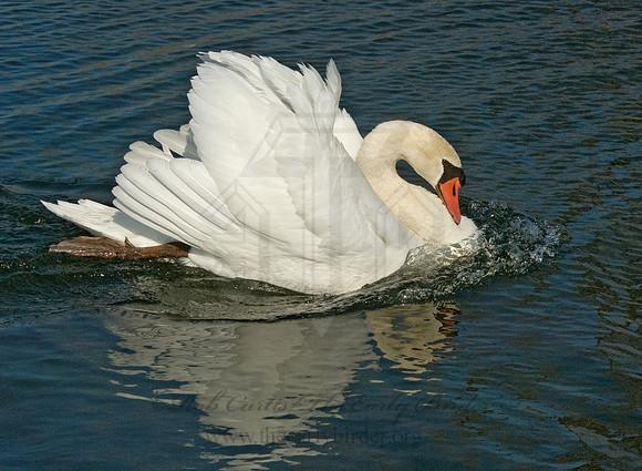 Cygnus olor  MUTE SWAN 5018428