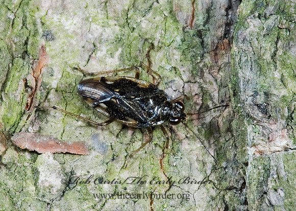 Saldula confluenta 5009419z