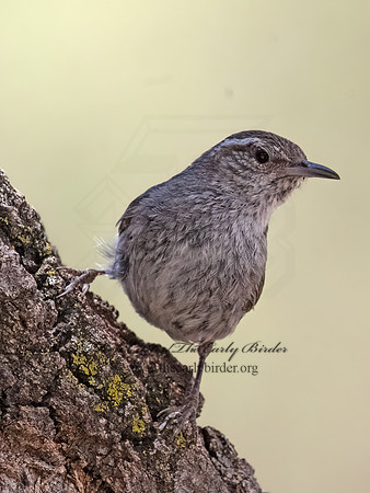 Thryomanes bewickii  BEWICK'S WREN 3037270z