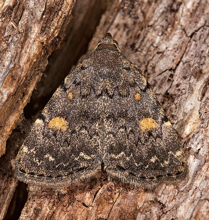 Idia aemula COMMON IDIA 3002759z