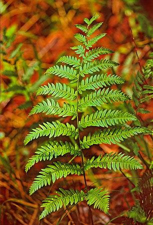 Woodwardia virginica  VIRGINIA CHAIN FERN 276933z