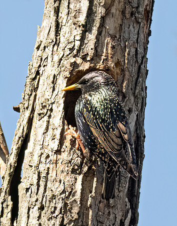 Sturnus vulgaris  EUROPEAN STARLING 9076250z
