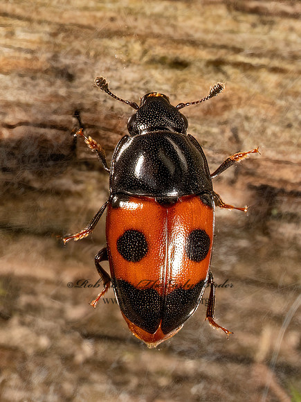 Glischrochilus sanguinolentus  SAP-FEEDING BEETLE 9079438z
