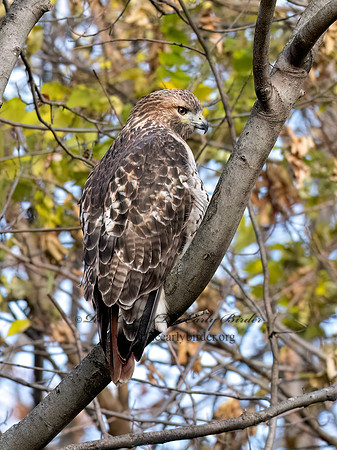 Buteo jamaicensis RED-TAILED HAWK 3042817z