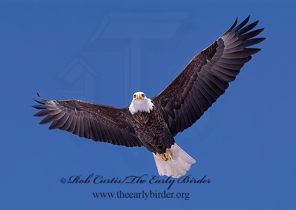 Haliaeetus leucocephalus  BALD EAGLE 6020231z