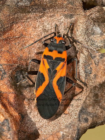 Lygaeus turcicus  FALSE MILKWEED BUG 3015248z