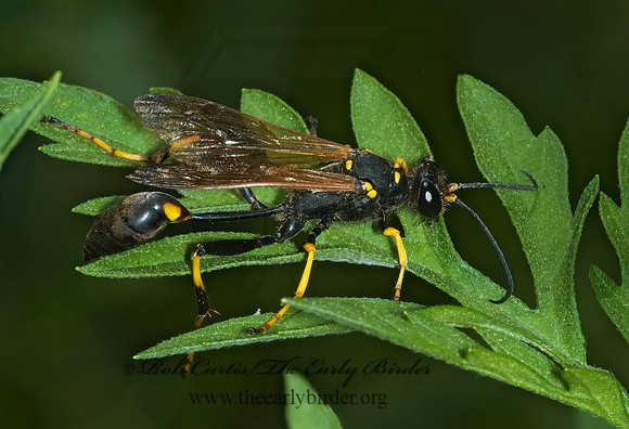 Sceliphron caementarium 5000327z