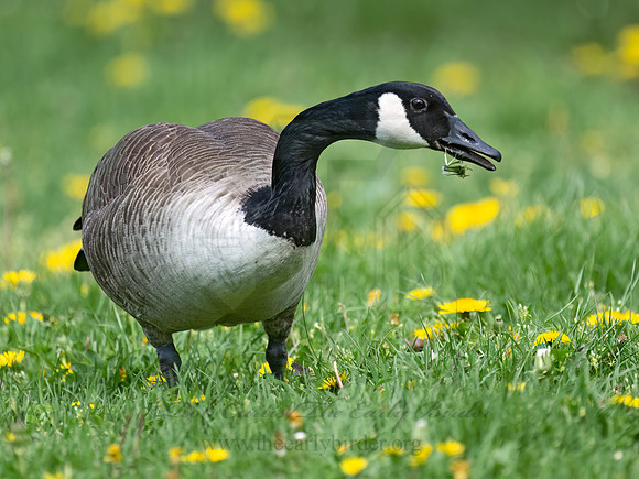 Branta canadensis  CANADA GOOSE 9076754Z