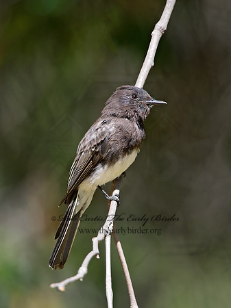Sayornis nigricans  BLACK PHOEBE 9055252z