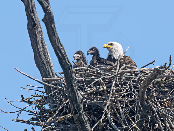 Haliaeetus leucocephalus  BALD EAGLE 9076694Z