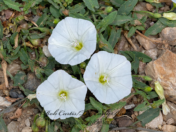 Convolvulus arvensis  FIELD BINDWEED 3023526z