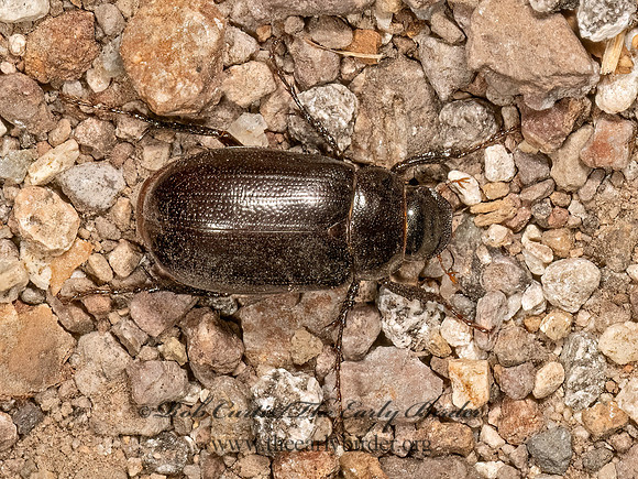 Diplotaxis brevicollis-haydenii  DARK JUNE BEETLE 3038026z