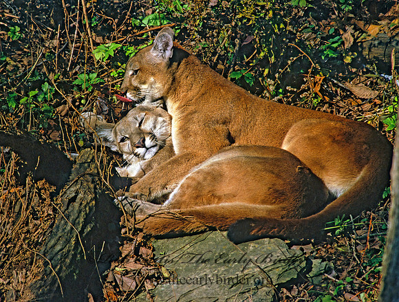 Puma concolor  COUGAR 212734z