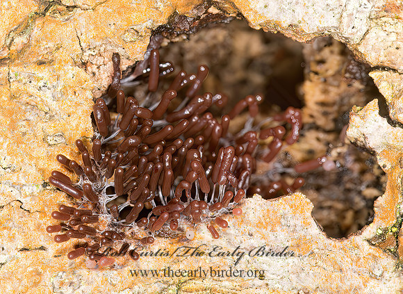 Stemonitopsis typhina  AMOEBOZOA 9032629z