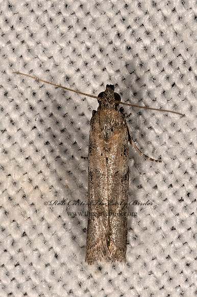 Ephestiodes  PHYCITINI PYRALID MOTH 3037914z